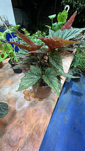 Begonia Ala de Angel