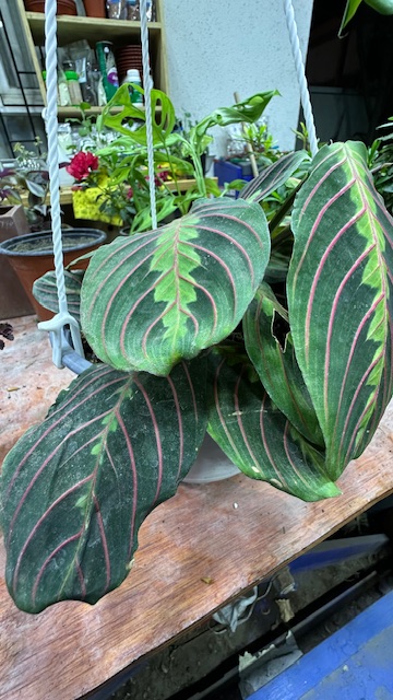 Maranta