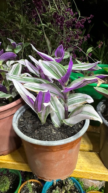 Tradescantia